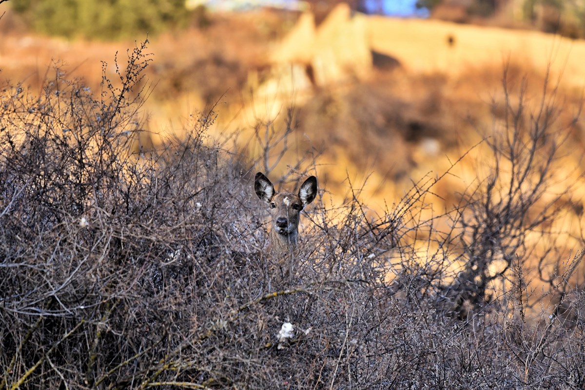 Sika Deer in Tiebu Nature Reserve | Photo par Liu Bin